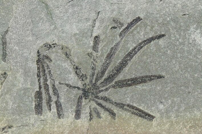 Pennsylvanian Fossil Horsetail (Annularia) Plate - Kentucky #137746